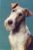 1973 vintage postcard Dog postmarked Worthing Remember Postcode