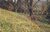 DORA’S FIELD RYDAL Old Postcard refP9