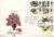 1967-04-24 British Wild Flowers Stamps FDC Philart Cover KINGSTON UPON THAMES refH109