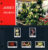 Jersey Orchids II Stamps Presentation Pack refE101089
