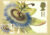 GRANADILLA Painting by GD Ehret Postcard WISLEY GARDENS special hand stamp postmark 1997 refE205