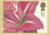 AMARYLLIS BRESILIENSIS Painting by PJ Redoute Postcard GARDENING DIRECT Chelmsford special hand stamp postmark 1997 refE206