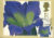 GENTIANA ACAULIS painting by GD Ehret Postcard BLLOOMS Bressingham 1997 special hand stamp postmark refE214